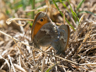 Mating Small Heath Butterflies on the Ground