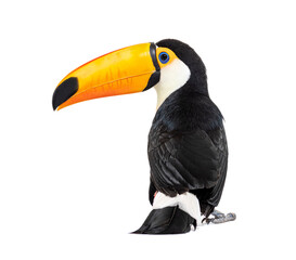 Back view of a Toucan toco, Ramphastos toco, isolated on white