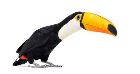 Fotobehang Toucan toco, Ramphastos toco, isolated on white © Eric Isselée