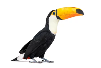 Fotobehang Toekan Toucan toco, Ramphastos toco, isolated on white