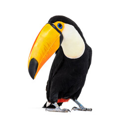 Obraz premium Toucan toco, Ramphastos toco, isolated on white