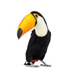 Washable wall murals Toucan Toucan toco, Ramphastos toco, isolated on white