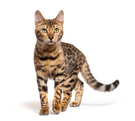 Bengal cat walking towards to the camera, isolated on white