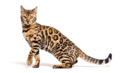 Side view of a Bengal cat pawing, isolated on white