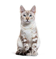 Snow lynx Bengal cat facing the camera, isolated on white