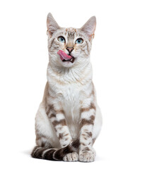 Front view of a snow lynx Bengal cat licking its lips