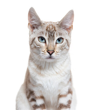 Bengal Cat Snow Images Browse 2 862 Stock Photos Vectors And Video Adobe Stock