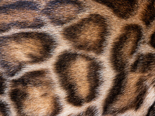 Detail Macro of Brown bengal cat fur