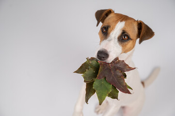Fototapeta Jack russell terrier dog holding fallen maple leaves on a white background in the studio. obraz