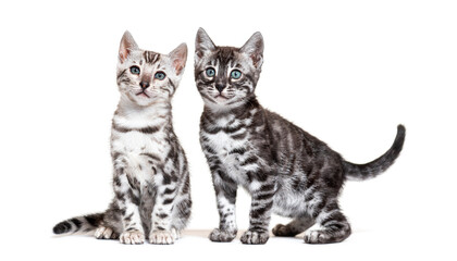 Two Bengal cat kitty, sitting together, isolated on white