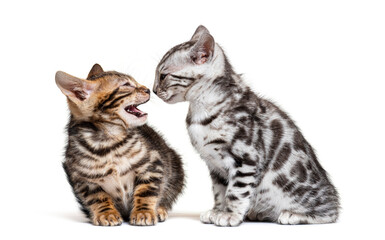 irritated or furiuos Bengal kitten shouting at an other one