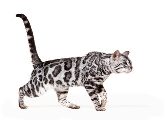 Silver bengal cat walking tail up, isolated