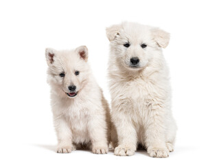 Two puppies Berger Blanc Suisse, isolated on white