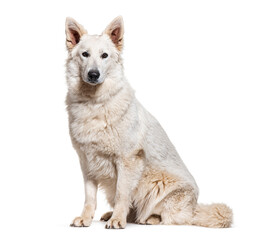 Sitting Berger Blanc Suisse, isolated on white