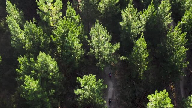 People on mountainbikes cycling on dirt trail in dense pine forest, golden hour sunlight on canopy, aerial