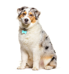 Puppy australina shepherd five months old, red merle, isolated