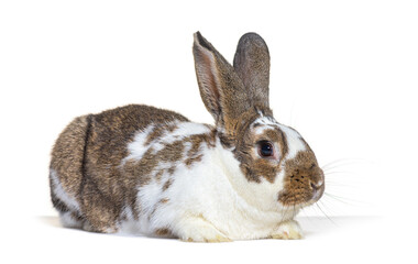Mixedbreed rabbit, isolated on white