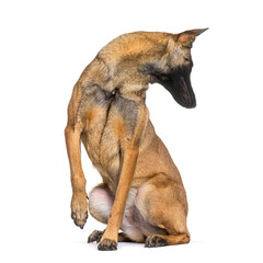 Belgian shepherd Malinois looking backwards curiously, isolated