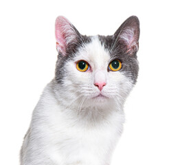 Grey and whitecrossbreed cat, yellow eyed, isolated on white