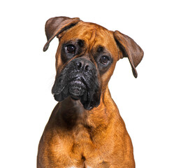 portrait of a Boxer dog, isolated on white
