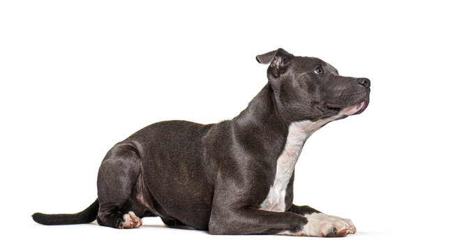 American Staffordshire terrier lying down, looking up, isolated