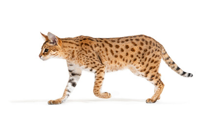 profile of a Savannah F1 cat walking, cross between a serval and a domestic cat, Isolated on white