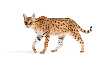 Obraz premium profile of a Savannah F1 cat walking, cross between a serval and a domestic cat, Isolated on white