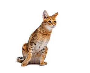 Savannah F1 cat, is a hybrid cat cross between a serval and a domestic cat