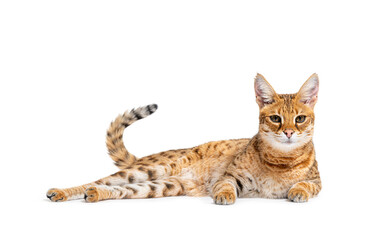 Savannah F1 cat lying down, Isolated on white