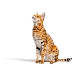 Savannah F1 cat, sitting and looking up, isolated on white