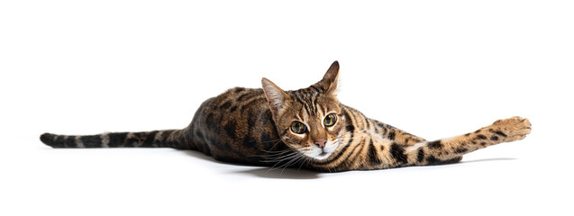 Bengal cat lying down, isolated on white