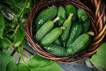 Cucumbers.Fresh harvest organic cucumbers in basket.