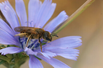 Colorful coseup on a female great banded furrow-bee, Halictus scabiosa in a blue wild chicory ,...