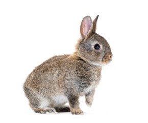 Side view of a Young European rabbit Bunny