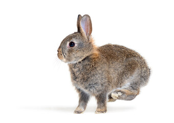 Side view of a Young European rabbit Bunny Bouncing