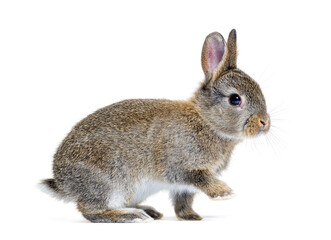 Side view of a Young European rabbit Bunny