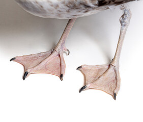 Webbed feet of a European Herring Gull with a one-year-old plumage