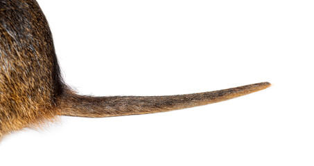 Fototapeta premium Close-up on a Coypu tail, Myocastor coypus, isolated on white