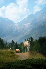 Naklejka premium Cavalli al pascolo, selvaggi, natura