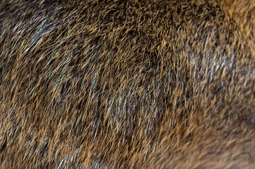 Macro of Coypu hair