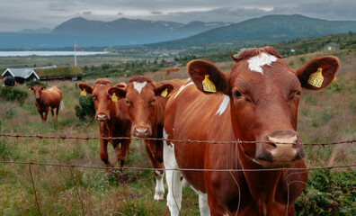 Fototapeta na wymiar Cows in a rural field in the mountains
