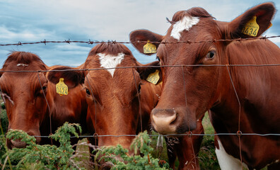 Cows behind a fence