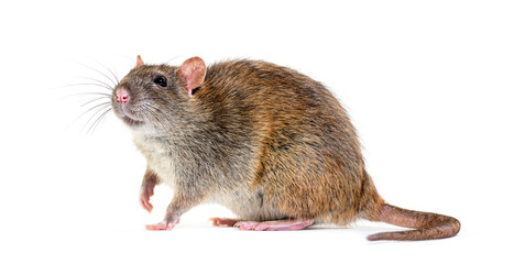 Side view of a brown rat, Rattus norvegicus, isolated - 522227611