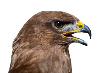 Side view of a common buzzard bird, Buteo buteo; isolated