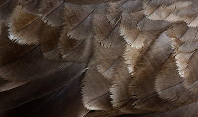 Macro of common buzzard, Buteo buteo feathers © Eric Isselée