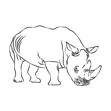 Illustration: Beautiful rhinoceros images