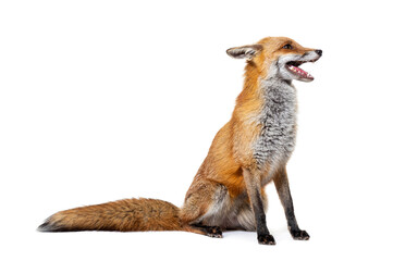 Red fox mouth open, two years old, isolated on white
