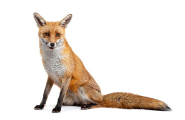 Red fox, two years old, isolated on white