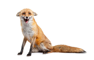 Red fox making a face, two years old, isolated on white