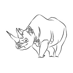 Illustration: Beautiful rhinoceros images